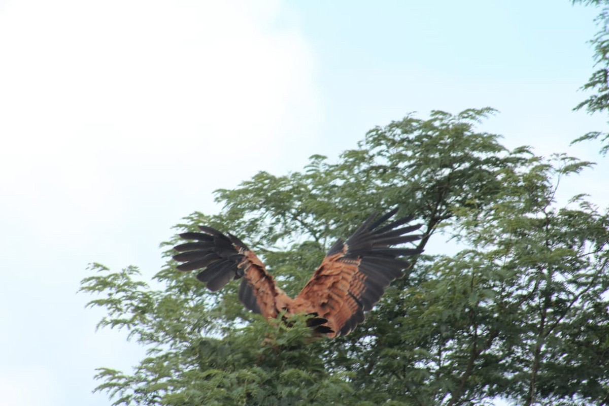 Black-collared Hawk - ML612590204