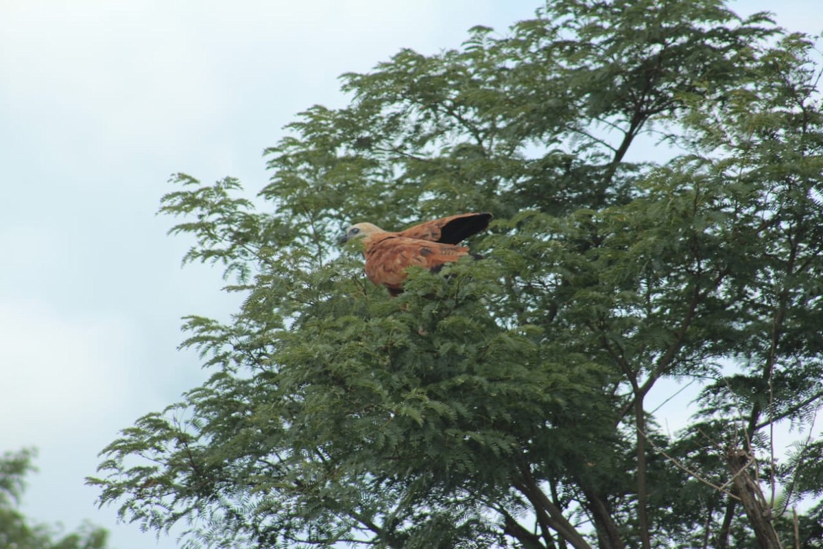 Black-collared Hawk - ML612590205