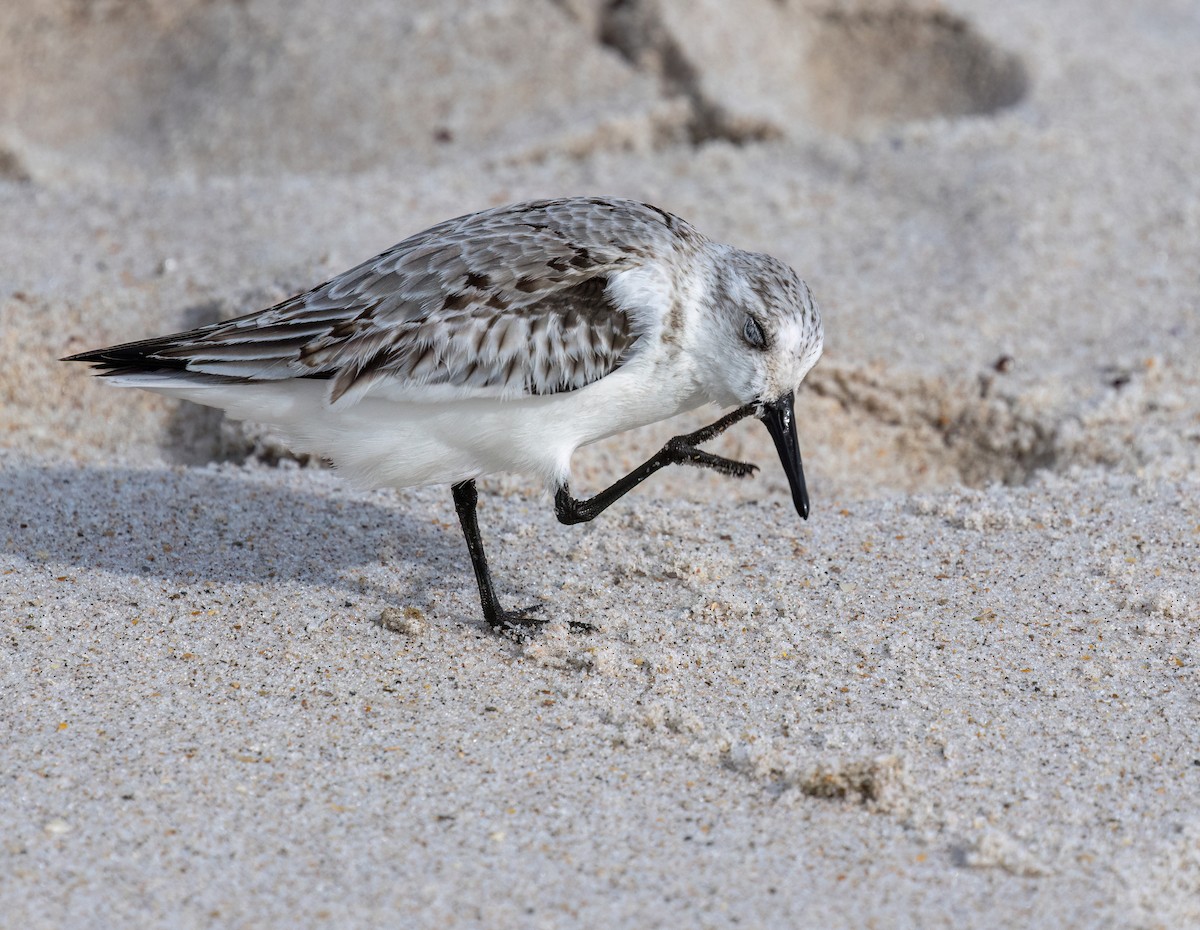 Sanderling - ML612590336