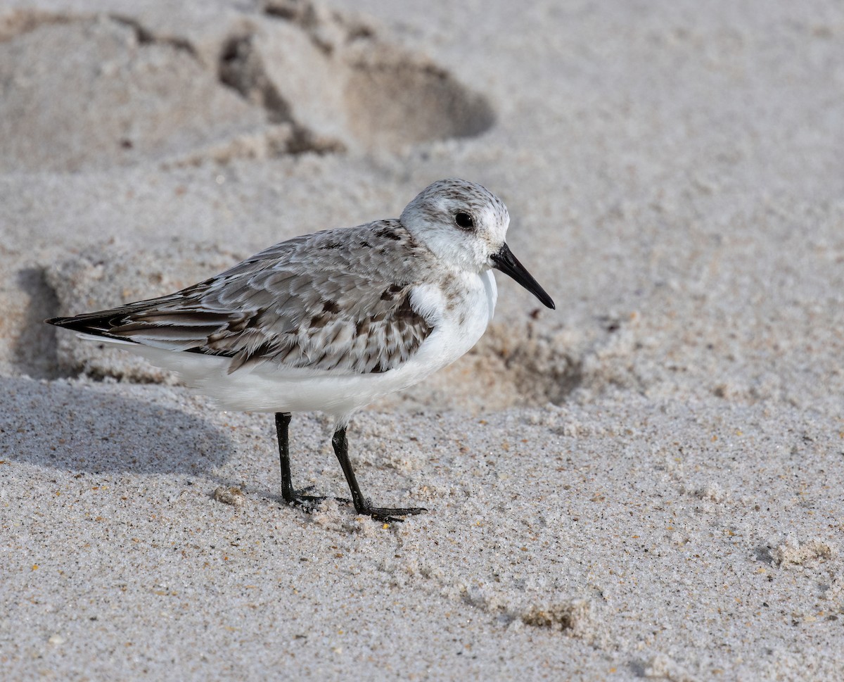 Sanderling - ML612590337