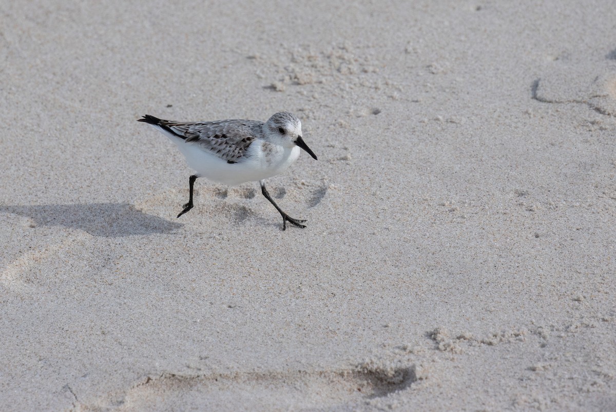 Sanderling - ML612590338