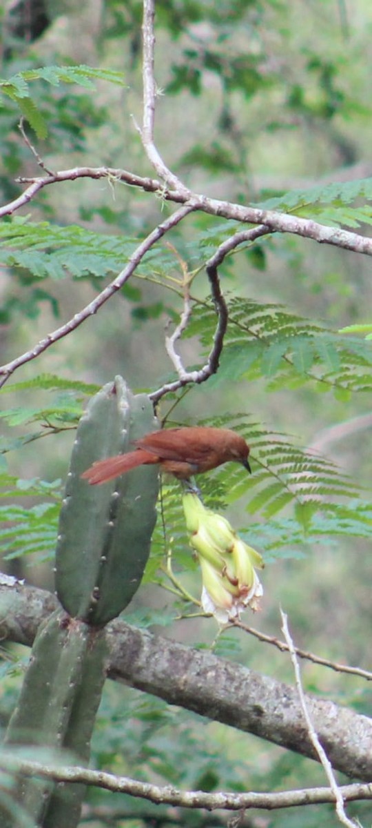 White-lined Tanager - Rocio Romero