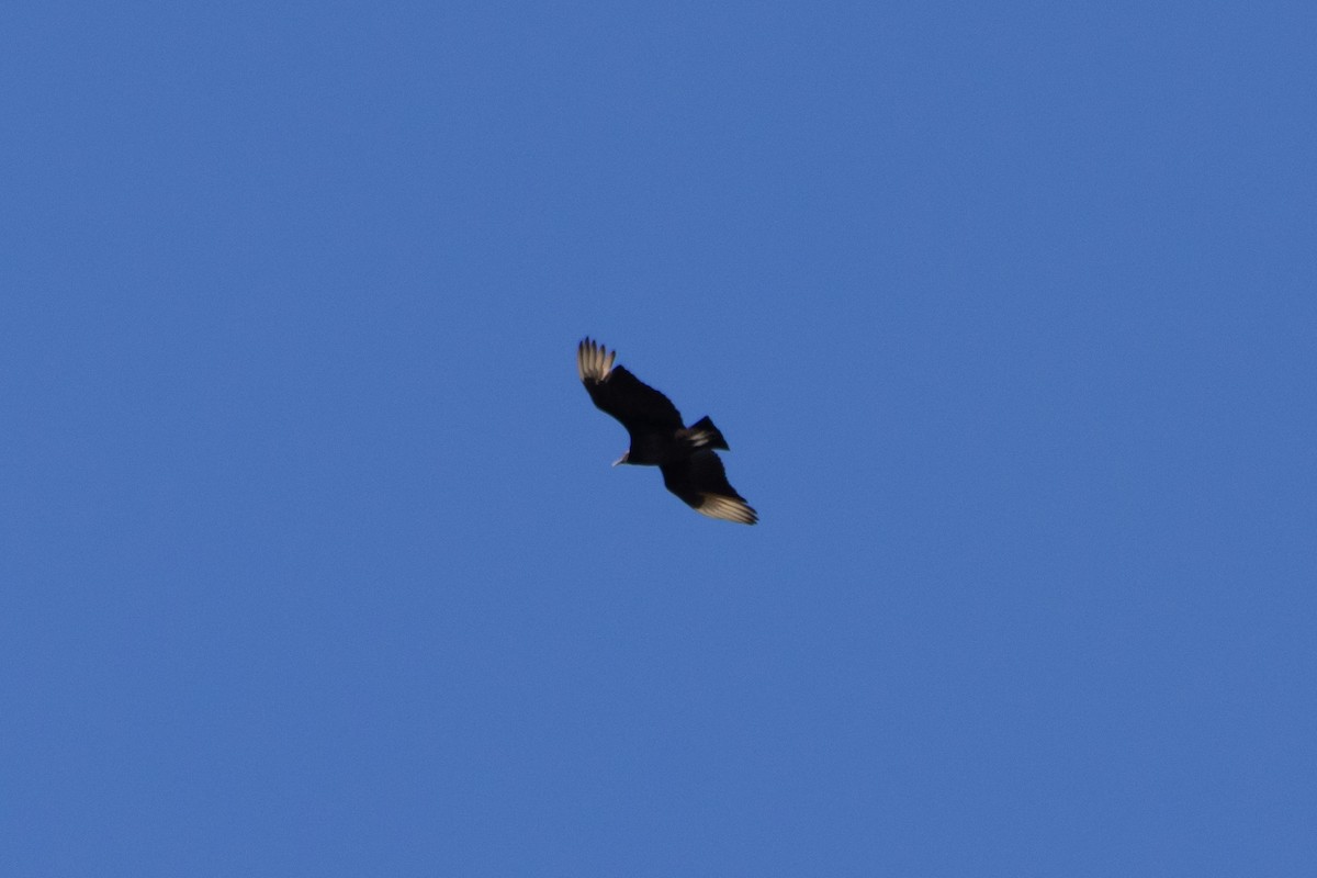 Black Vulture - ML612590531