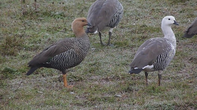 Upland Goose - ML612590779