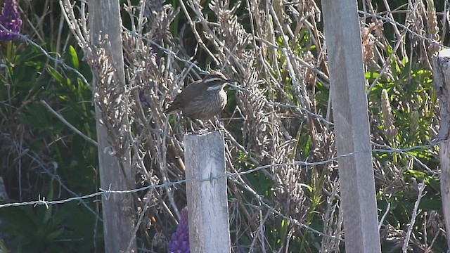 Dark-bellied Cinclodes - ML612590823