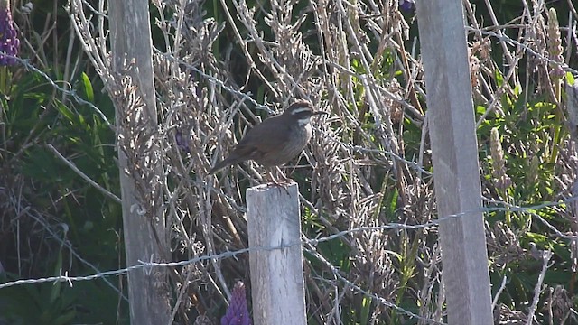 Dark-bellied Cinclodes - ML612590835