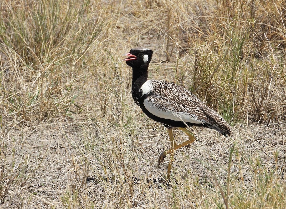 White-quilled Bustard - ML612590857