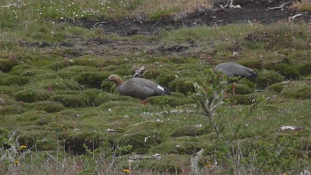 Ruddy-headed Goose - ML612590893