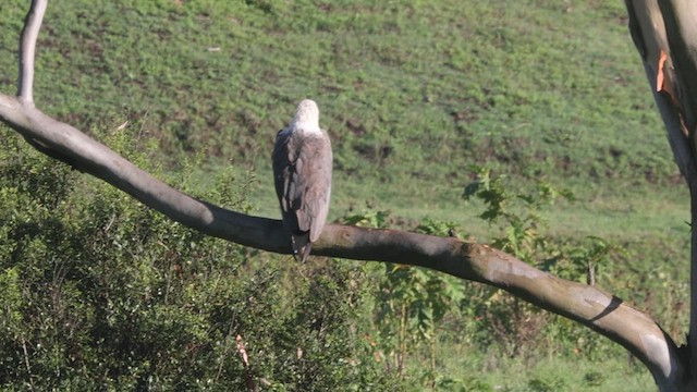 White-bellied Sea-Eagle - ML612590963