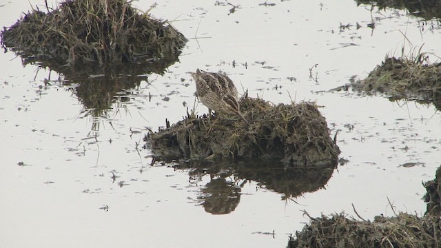 Magellanic Snipe - ML612590967