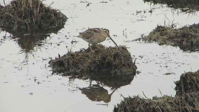 Magellanic Snipe - ML612590968