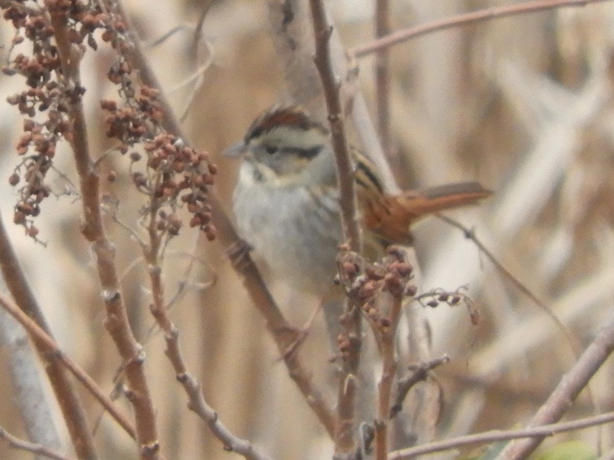 Swamp Sparrow - ML612590972