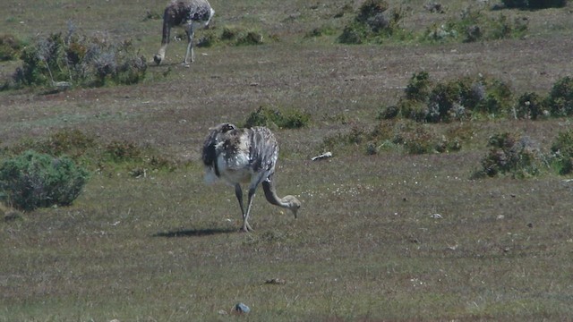 Lesser Rhea - ML612591000