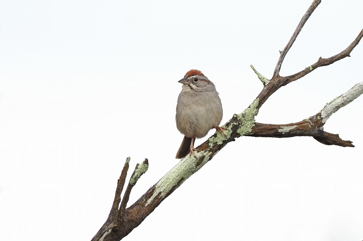 Rufous-crowned Sparrow - Sam Woods