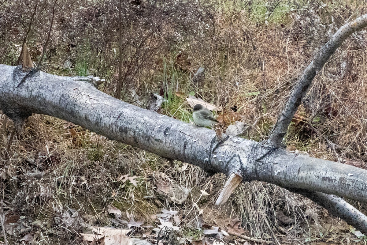 Eastern Phoebe - ML612591083