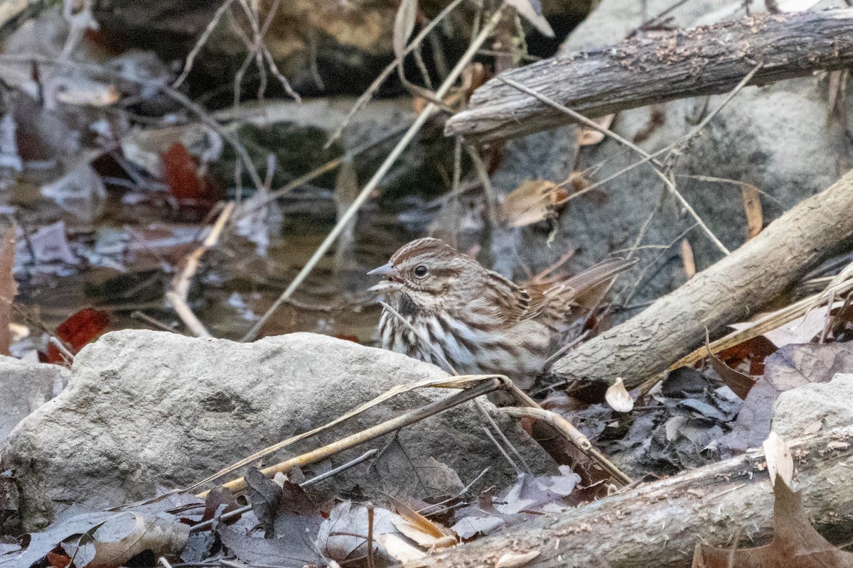 Song Sparrow - ML612591088