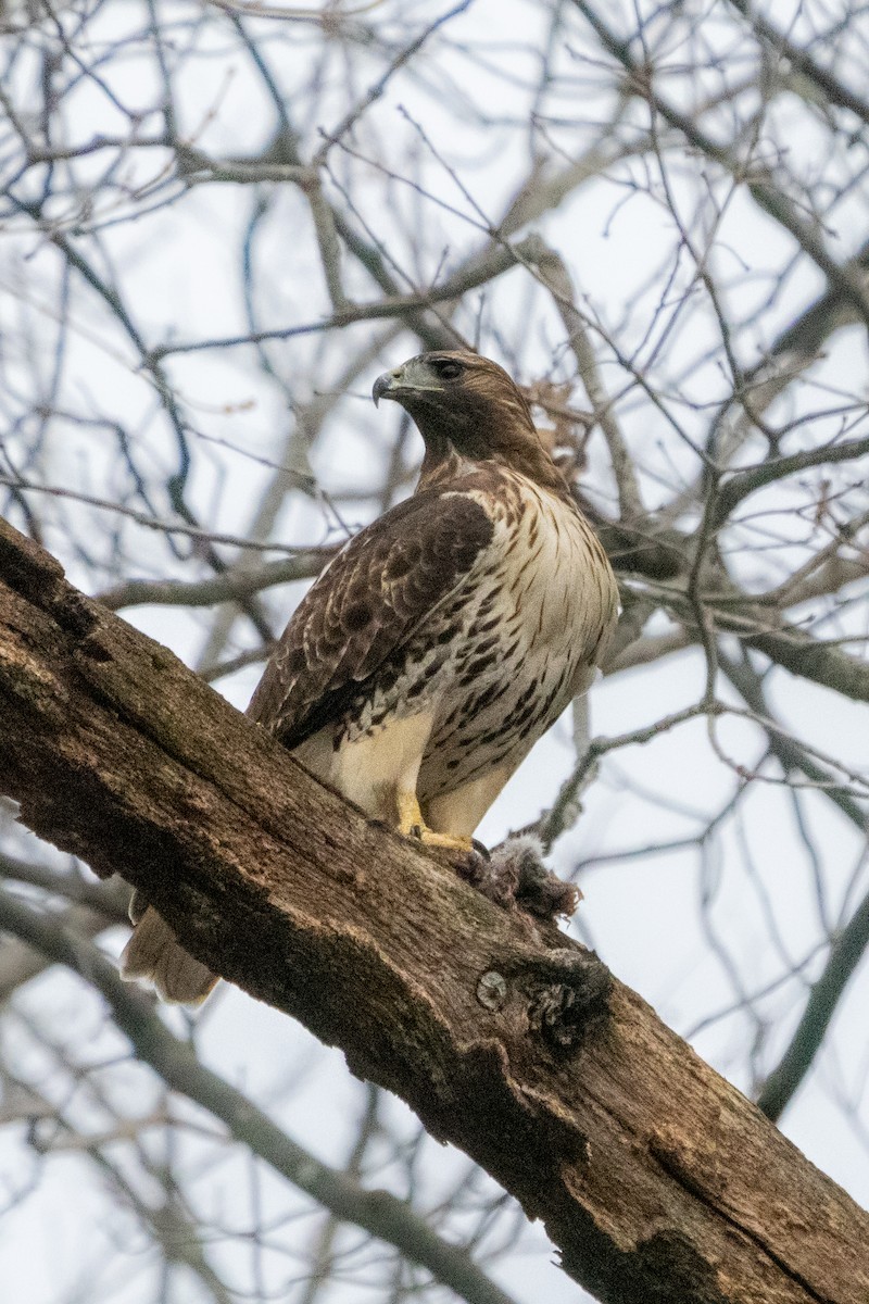 Red-tailed Hawk - ML612591090
