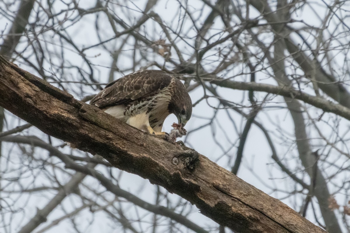 Red-tailed Hawk - ML612591091