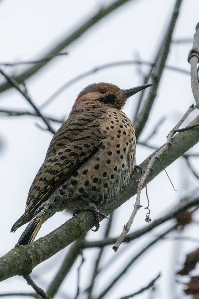 Northern Flicker - ML612591097