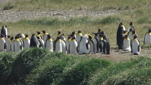 tučňák patagonský - ML612591124