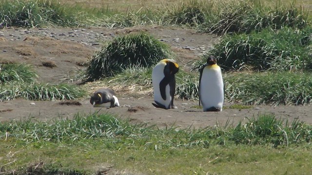 tučňák patagonský - ML612591129