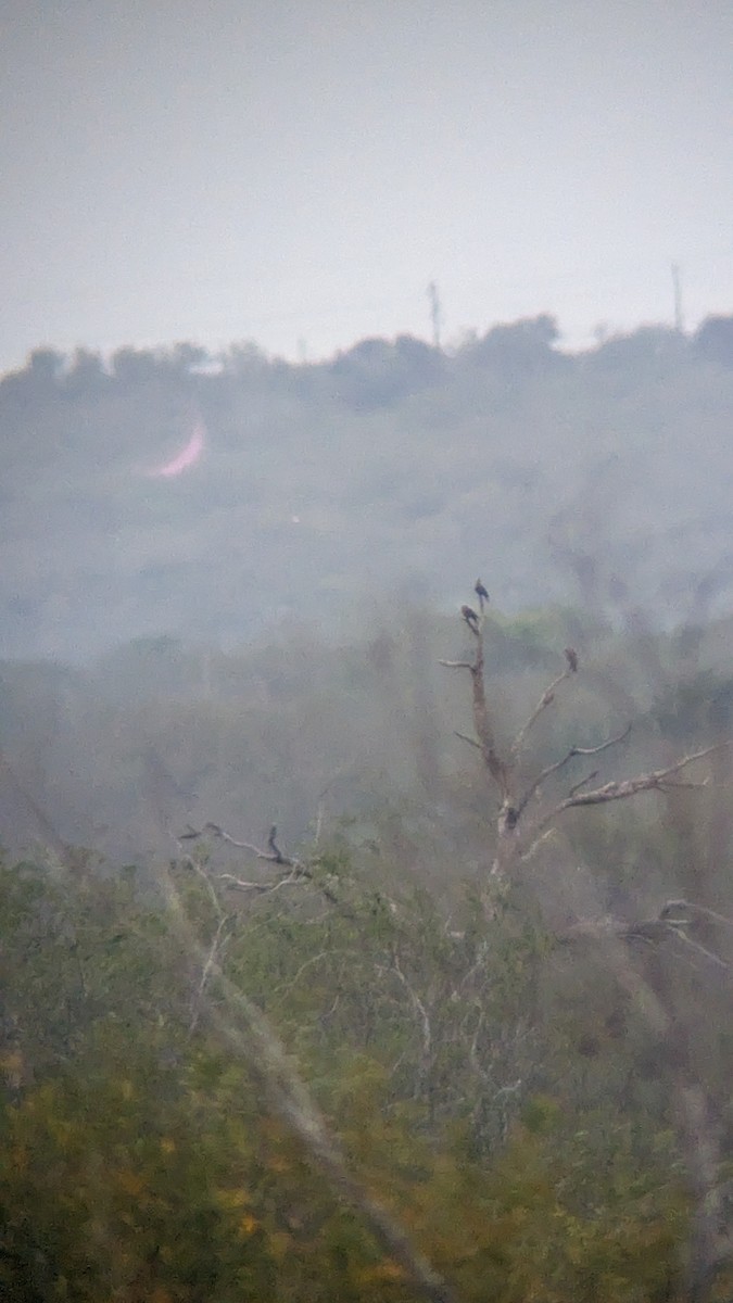 Red-billed Pigeon - ML612591187