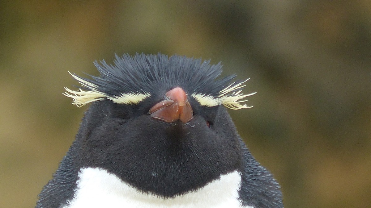 Southern Rockhopper Penguin (Western) - ML612591198