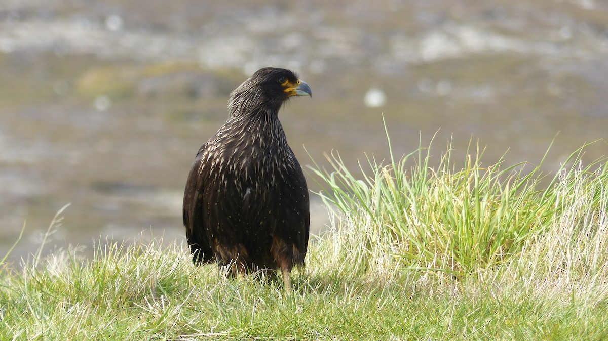 Striated Caracara - ML612591201