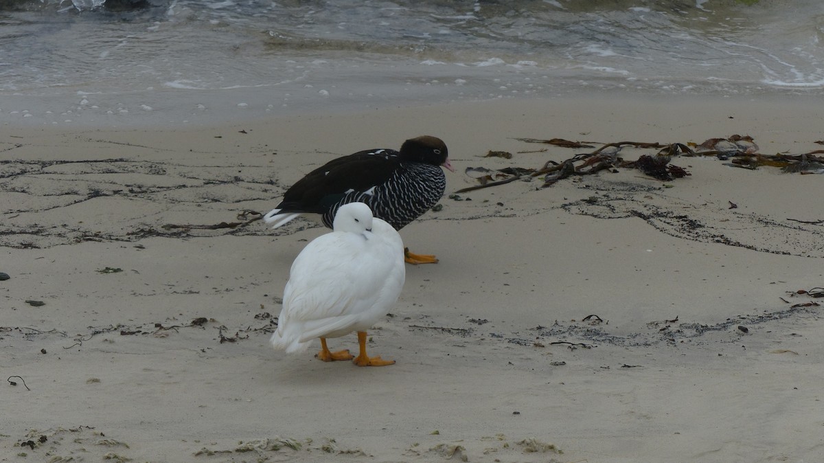 Kelp Goose - ML612591208