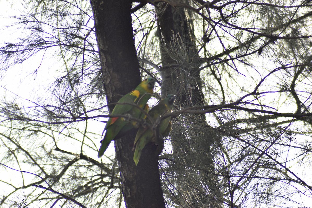 Turquoise-fronted Parrot - ML612591215