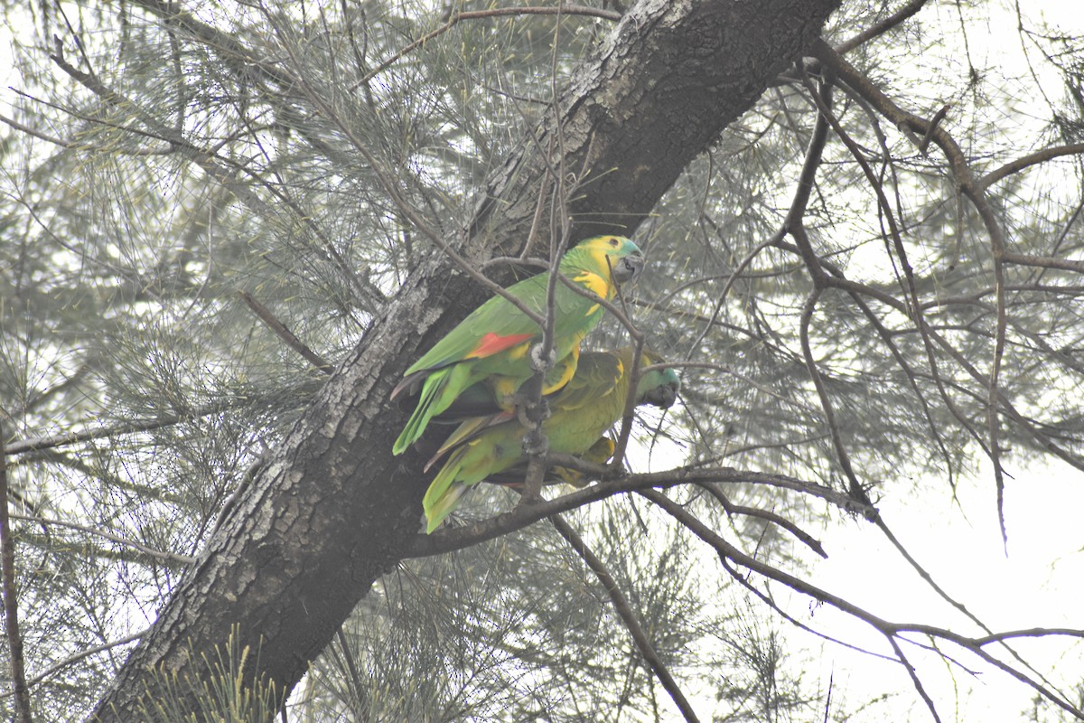 Turquoise-fronted Parrot - ML612591216