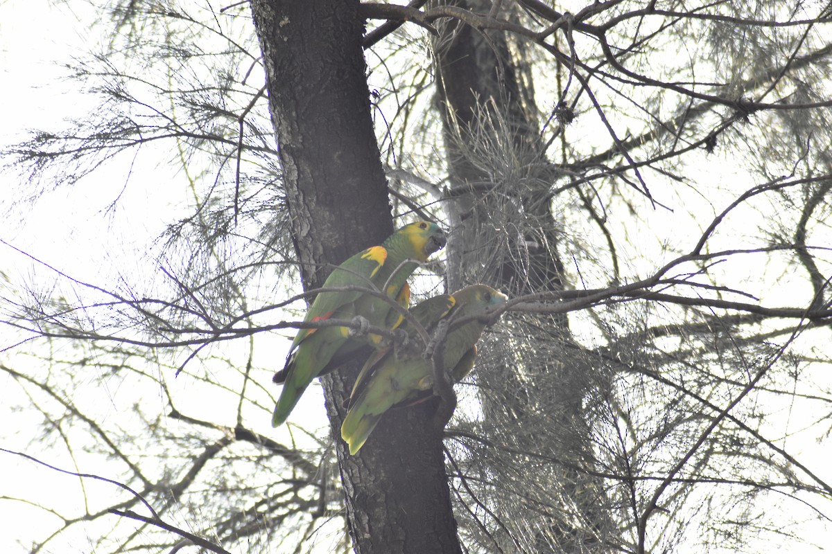 Turquoise-fronted Parrot - ML612591217