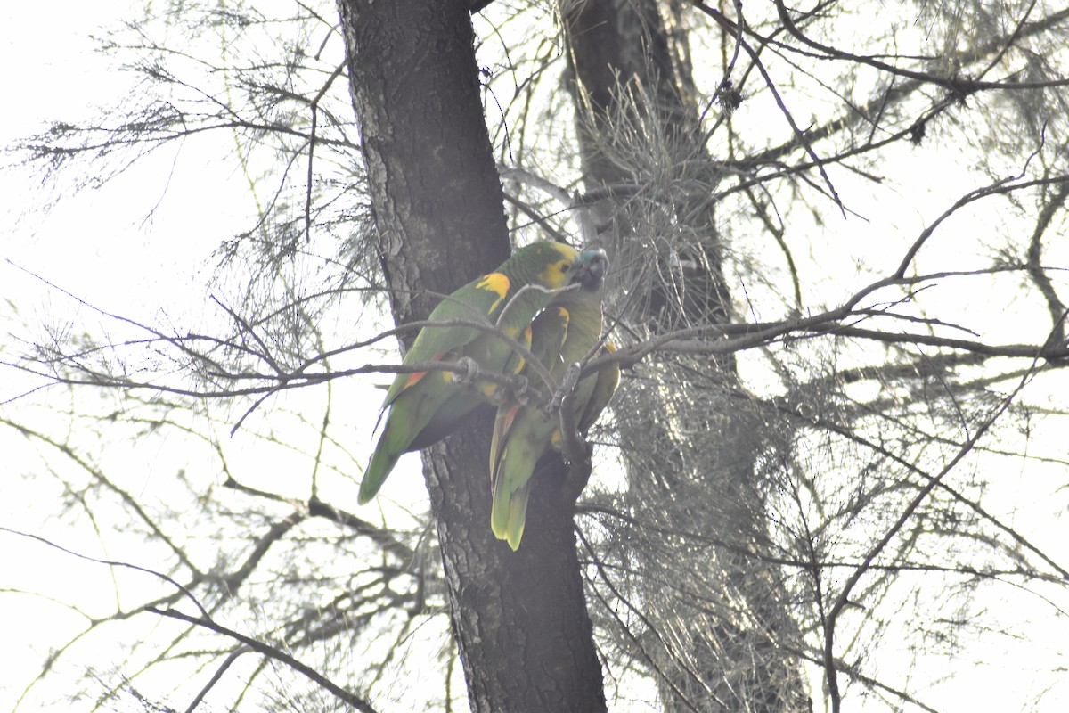 Turquoise-fronted Parrot - ML612591219