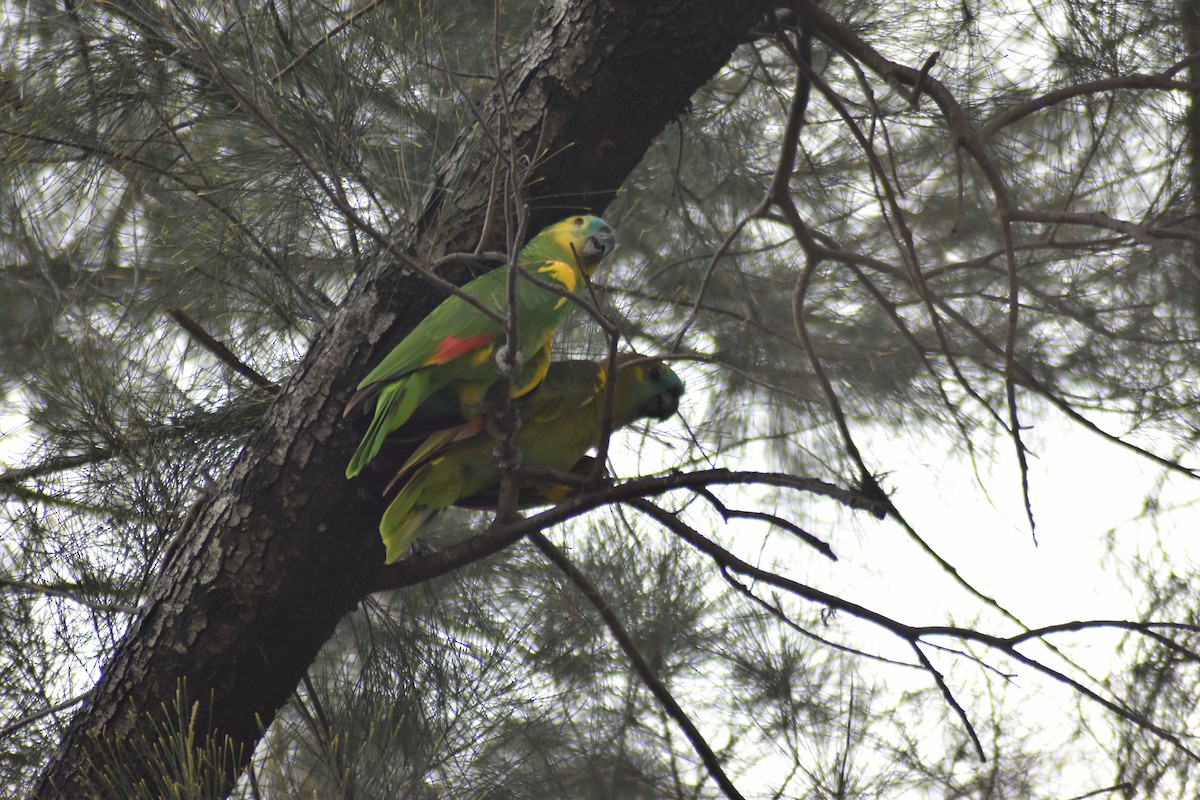 Turquoise-fronted Parrot - ML612591220