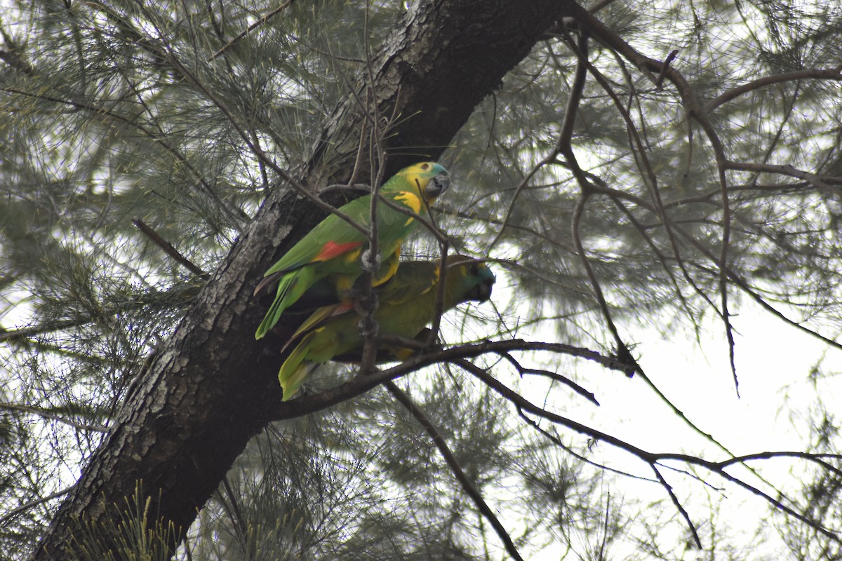 Turquoise-fronted Parrot - ML612591221