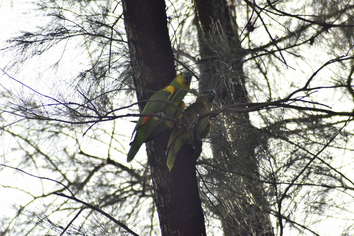 Turquoise-fronted Parrot - ML612591222