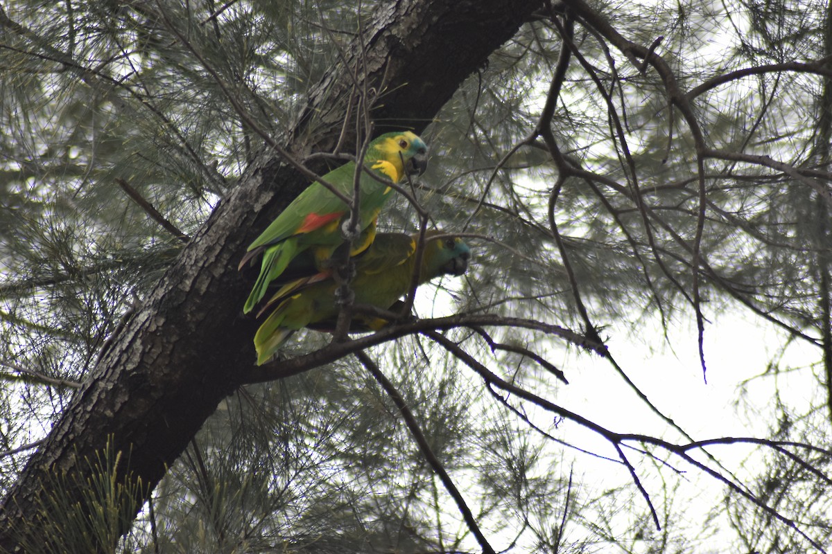 Turquoise-fronted Parrot - ML612591224