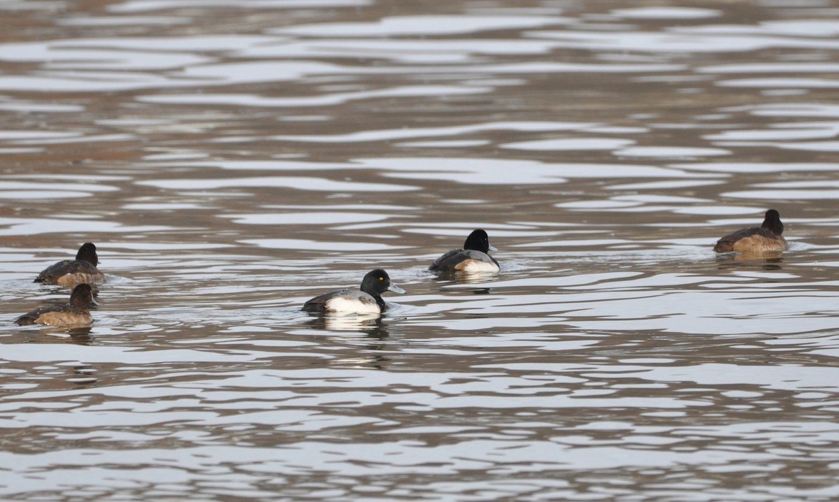 Greater Scaup - ML612591274