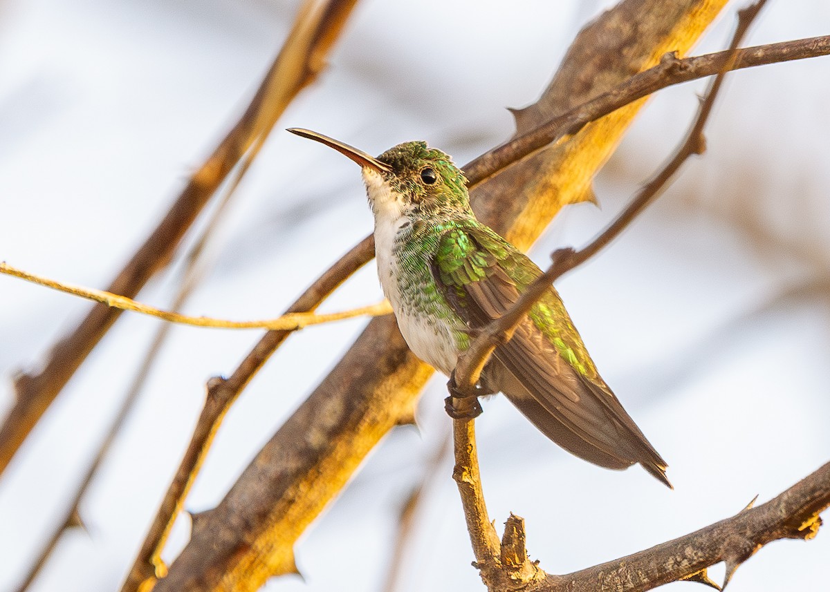 Plain-bellied Emerald - Cristiane Homsi