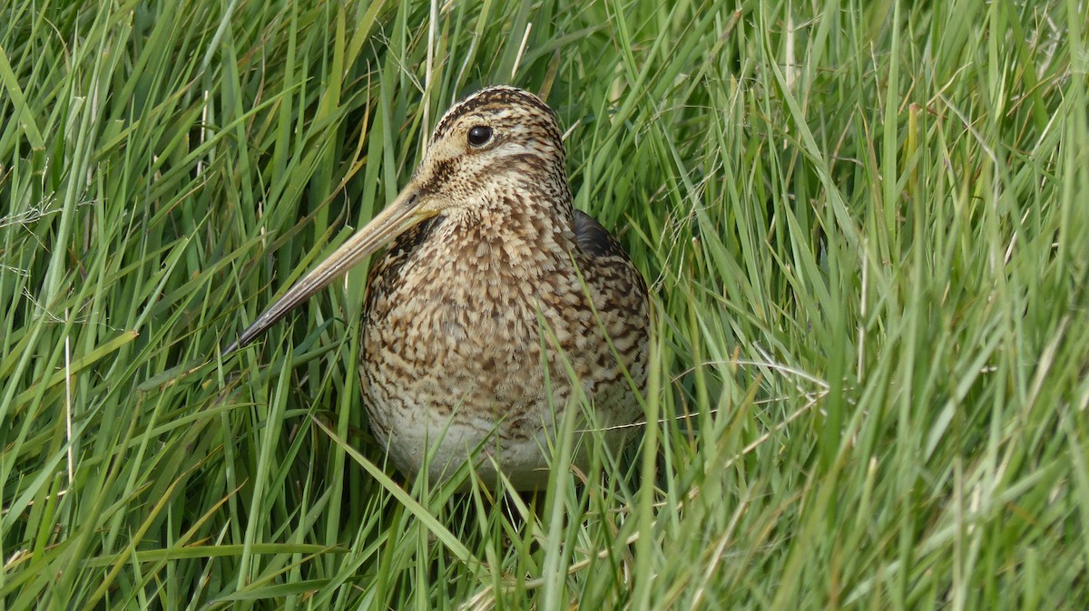 Magellanic Snipe - ML612591374