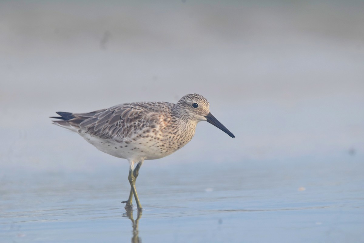 Great Knot - ML612591405