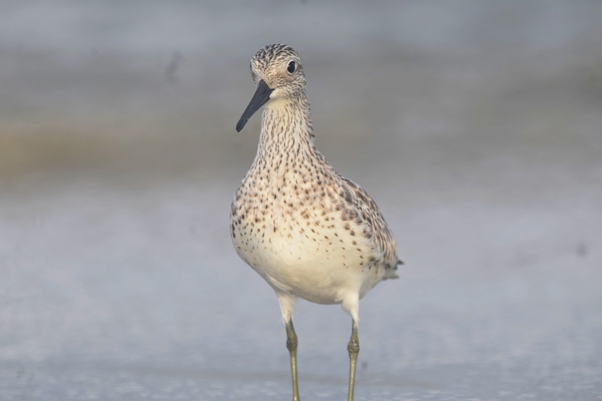 Great Knot - ML612591412