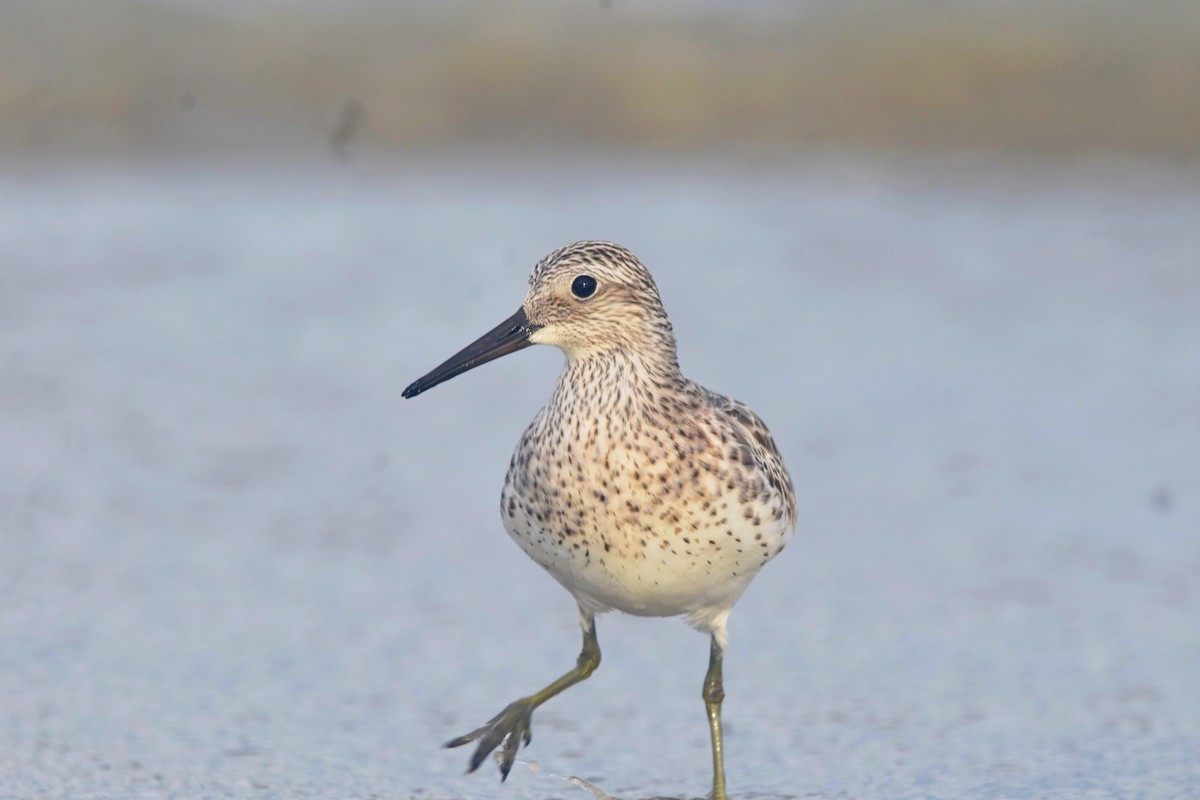 Great Knot - ML612591421