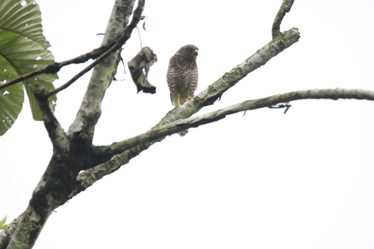 Roadside Hawk - ML612591430