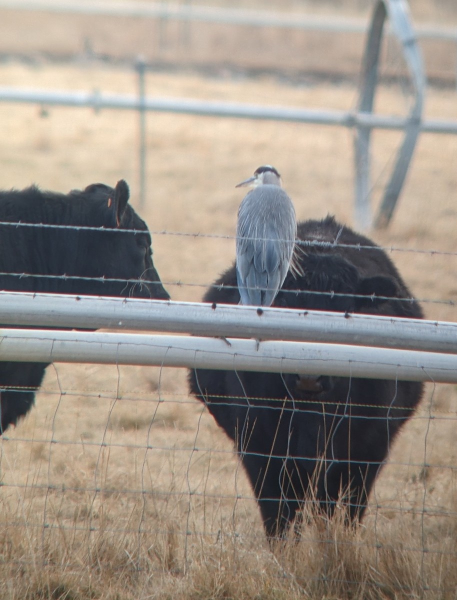 Great Blue Heron (Great Blue) - ML612591443