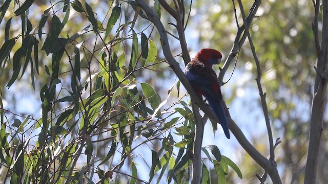 Crimson Rosella (Crimson) - ML612591470