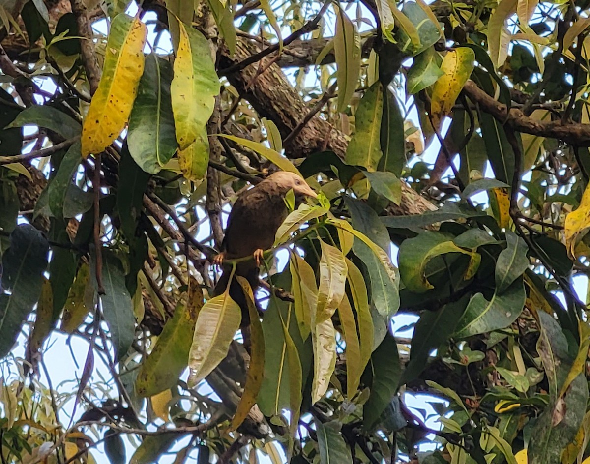 Yellow-billed Babbler - ML612591515