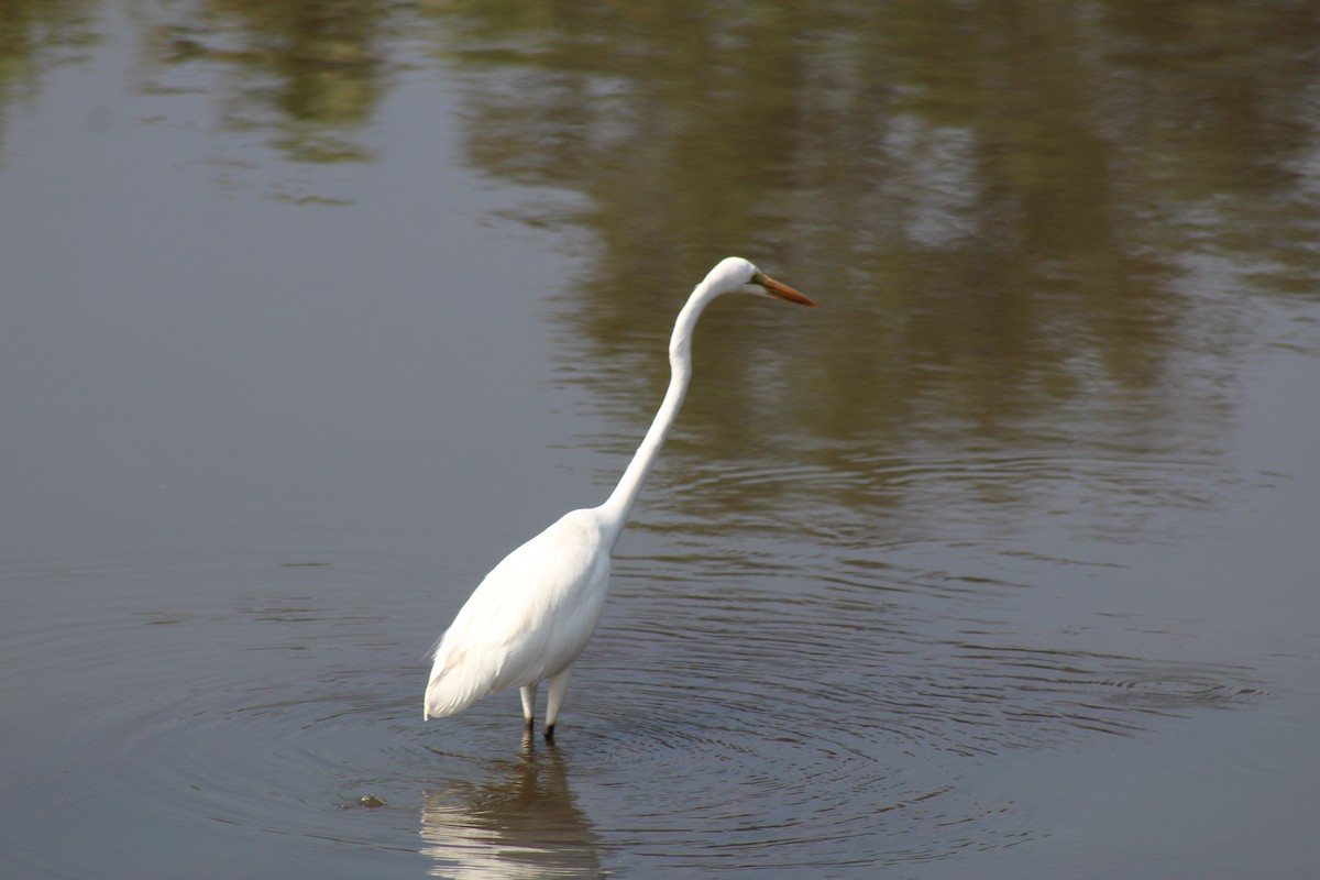 Great Egret - ML612591565