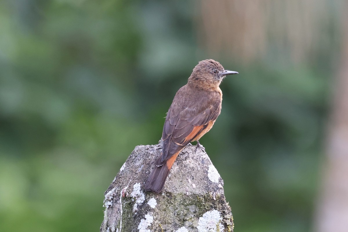 Cliff Flycatcher - ML612591572