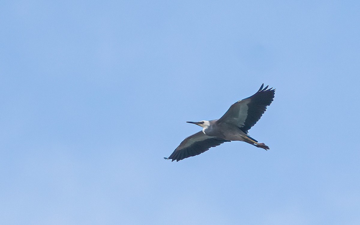 White-faced Heron - ML612591583